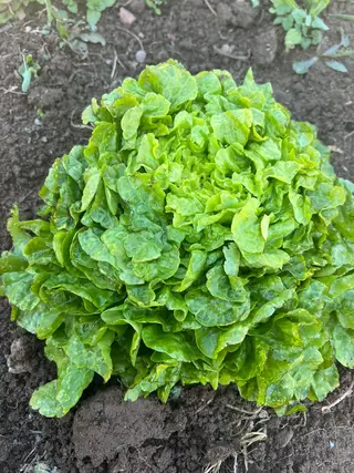 Salat