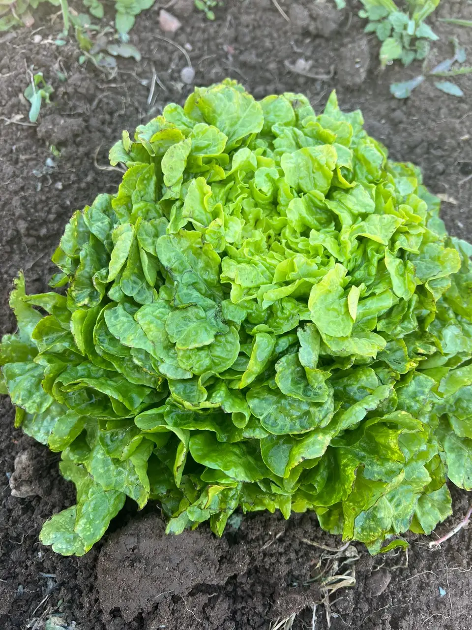 Salat